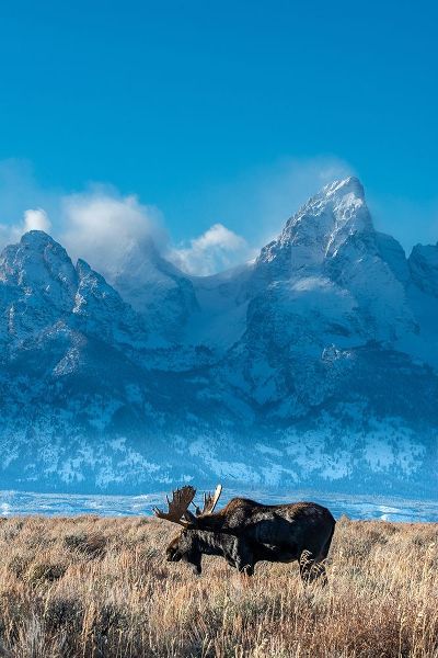 Bull moose portrait with Grand Teton Mountain and National Park in background-Wyoming
